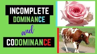Incomplete Dominance and Codominance (Non- Mendelian Genetics)