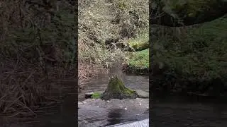 Relax. Fluye con el río. Liberación.