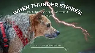 When Thunder Strikes: Calming Dogs During Storm Season