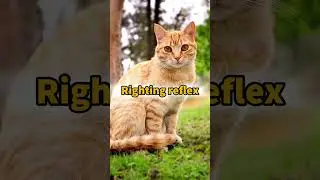 Cats Are More Mysterious Than You Think! 😺 Can&rsquo;t Taste Sugar & Heal With Purrs?! #cats #facts