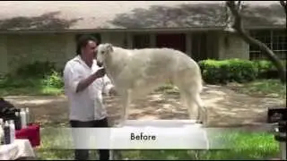 Grooming the Borzoi - Part 1