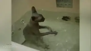 TOP FUNNY CATS - Who love water