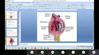 Detailed structure of Kidney | Paramedical 1st Year(Dialysis Technician) | Metro College of Nursing