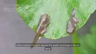 Life Cycle of a Frog