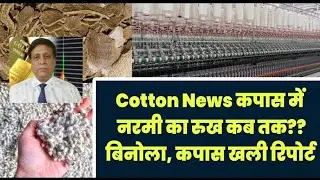 Cotton News कपास में नरमी का रुख कब तक?? बिनोला, कपास खली रिपोर्ट