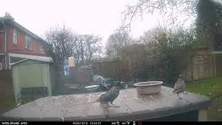 Pigeon Starlings