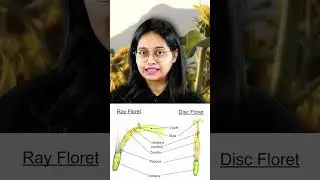 1 Minute = 1 Family | ASTERACEAE #neet2024 #neet
