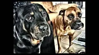 Hundetraining, Sachkundenachweis, Maulkorb/Leinenbefreiung UVM...