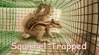 Inside the Squirrel Trap 🐿