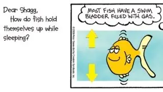 How do fish hold themselves up while sleeping?