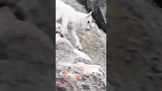 Baby mountain goats are the cutest thing you'll see today #shorts