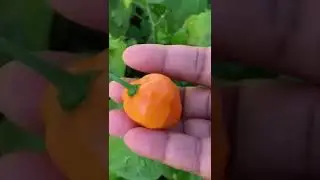 Habanero Pepper | South Florida Garden