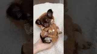 Chihuahua Puppy VS Full Grown Transformation 🥹❤️