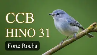 HINO 31 CCB - Forte Rocha | hino cantado ccb, hin&aacute;rio 5