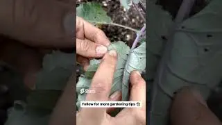 How to Identify Cabbage Moth Caterpillar