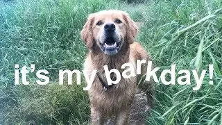 Happy Barkday Giallo!