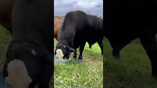 molni qorni ochibdi