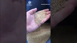 Cold Press Oil Machine &ndash; 140 kg/h | Powerful Sesame Oil Extraction in Action!