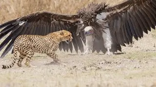 The 10 Most Dangerous Birds in the World