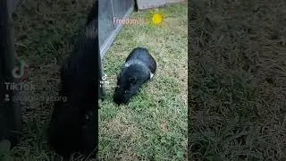 Cobayos free #cobayas #cavylover #cobayos