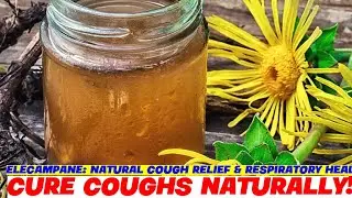Elecampane: Natural Cough Relief & Respiratory Health Benefits