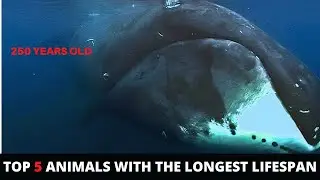 Top 5 Animals With The Longest Lifespan - Long lifespan of animals list 2022