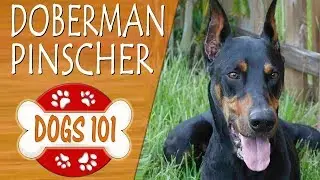 Dogs 101 - DOBERMAN PINSCHER - Top Dog Facts About the DOBERMAN PINSCHER