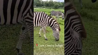 #LionCountrySafari#FloridaSafari  #PalmBeachSafari #AnimalsFlorida #FloridaTravel #TravelUSA