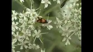 Pammene aurana