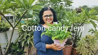 Cotton candy fern....a beautiful variety of fern that makes a perfect hanging basket plant.