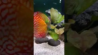 DISCUS --TETRA--ANGEL 🔥 CONTACT 9088695270 #aquarium #discus #fish #aquarium #aquariumfish