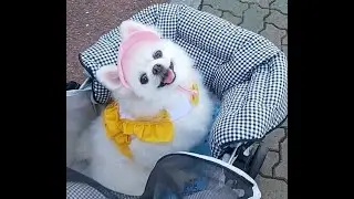11살 내 반려견의 목숨을 앗아간 살구 씨앗의 위험,  갑작스러운 이별에 장례전 집에서 함께한 3일 사랑하는 딸 '베이비'를 먼 훗날 잊을까 두려워