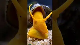 Wow, Snail