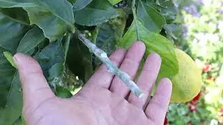 2025 April 19th -- Garden Update (Succession Potatoes)