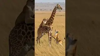 lions in the Serengeti grasslands of Africa mount a young giraffe and knock it off its hind legs.