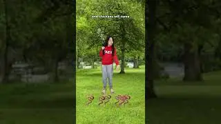 How to get a free fried chicken