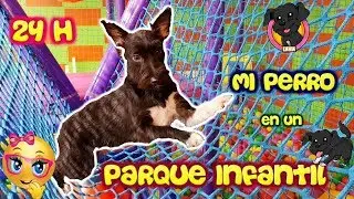 Perro pasa 24 horas en un &iexcl;PARQUE INFANTIL! BALL PIT / Piscina de Bolas / Lana