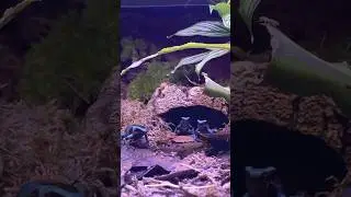 El Cope Dart Frogs! #elcope #poisondartfrog #dartfrog #frog #amphibian #reptile #reptileroom #fyp