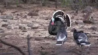 Episode 21:  Mexico Gould's Turkey Hunt with Beau Brooks and Jay Scott Part 4