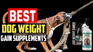 Top 5 Best Dog Weight Gain Supplements in 2025