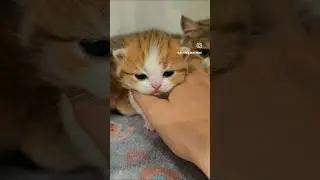 cat video! cat voice! cat sound! cat🐈 meowing #shorts #short #youtubeshorts #cat #cats #catsound