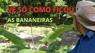 COMO CHEGAR TERRA NAS BANANEIRAS DEPOIS DE DOIS MESES DE PLANTADA !!!!