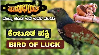Bird Of Good Luck | Greater Coucal Details | Kemboota | Krishna and Kuchela