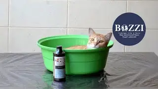 Шампунь для кошек BOZZI: как правильно мыться (West)