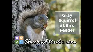 Gray Squirrel Eating Sunflower Seeds and a Peanut.