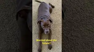 My Dog Gives Encouragement for Anyone Discouraged #dogs #shorts #inspiration #nevergiveup