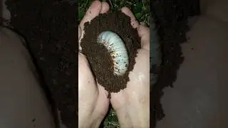 scary!! beetle larvae came out of the soil that I was holding 😱 #shorts