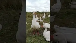 Гусь Охраник