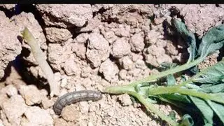 lagarta que corta as planta a noite (lagarta de rosca)