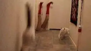 Koali my cat goes vertical